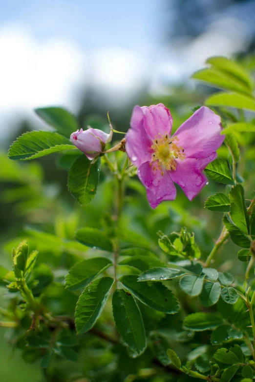 a pink flower sitting on top of a lush green field, rose-brambles, slide show, exterior shot, rosen zulu