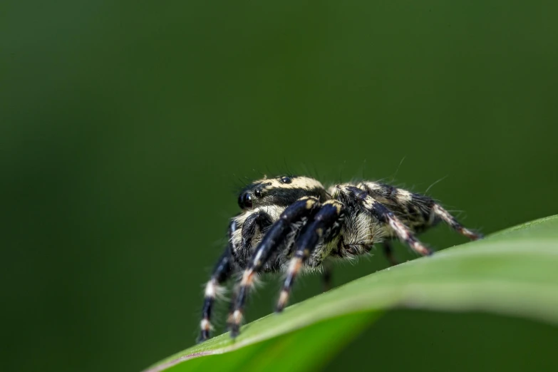 a close up of a jumping spider on a leaf, unsplash, avatar image