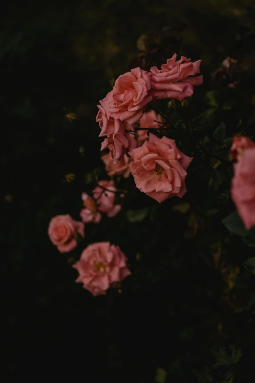 a bunch of pink flowers sitting on top of a lush green field, an album cover, inspired by Elsa Bleda, unsplash contest winner, romanticism, against a deep black background, rose garden, late summer evening, roses