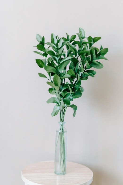 a vase filled with green plants on top of a table, by Robbie Trevino, trending on unsplash, branches wrapped, plain background, single long stick, product view