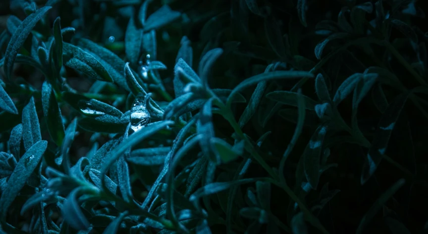 a close up of a plant with frost on it, inspired by Elsa Bleda, pexels contest winner, moody night time scene, water droplet, blue and green light, shot with sony alpha 1 camera