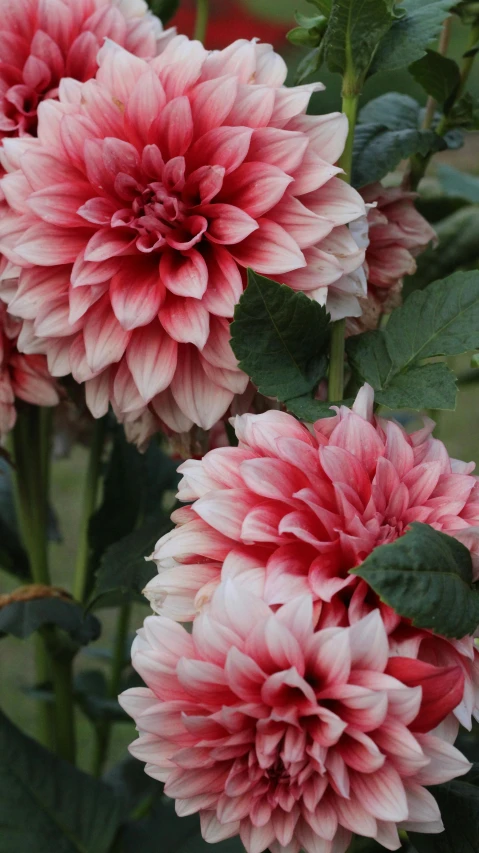 a group of pink flowers sitting on top of a lush green field, dahlias, payne's grey and venetian red, 'groovy', fragrant plants