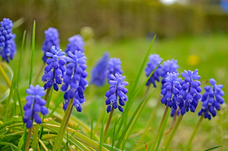 a bunch of blue flowers sitting on top of a lush green field, by David Simpson, pexels, hyacinth, made of glazed, violet, buds