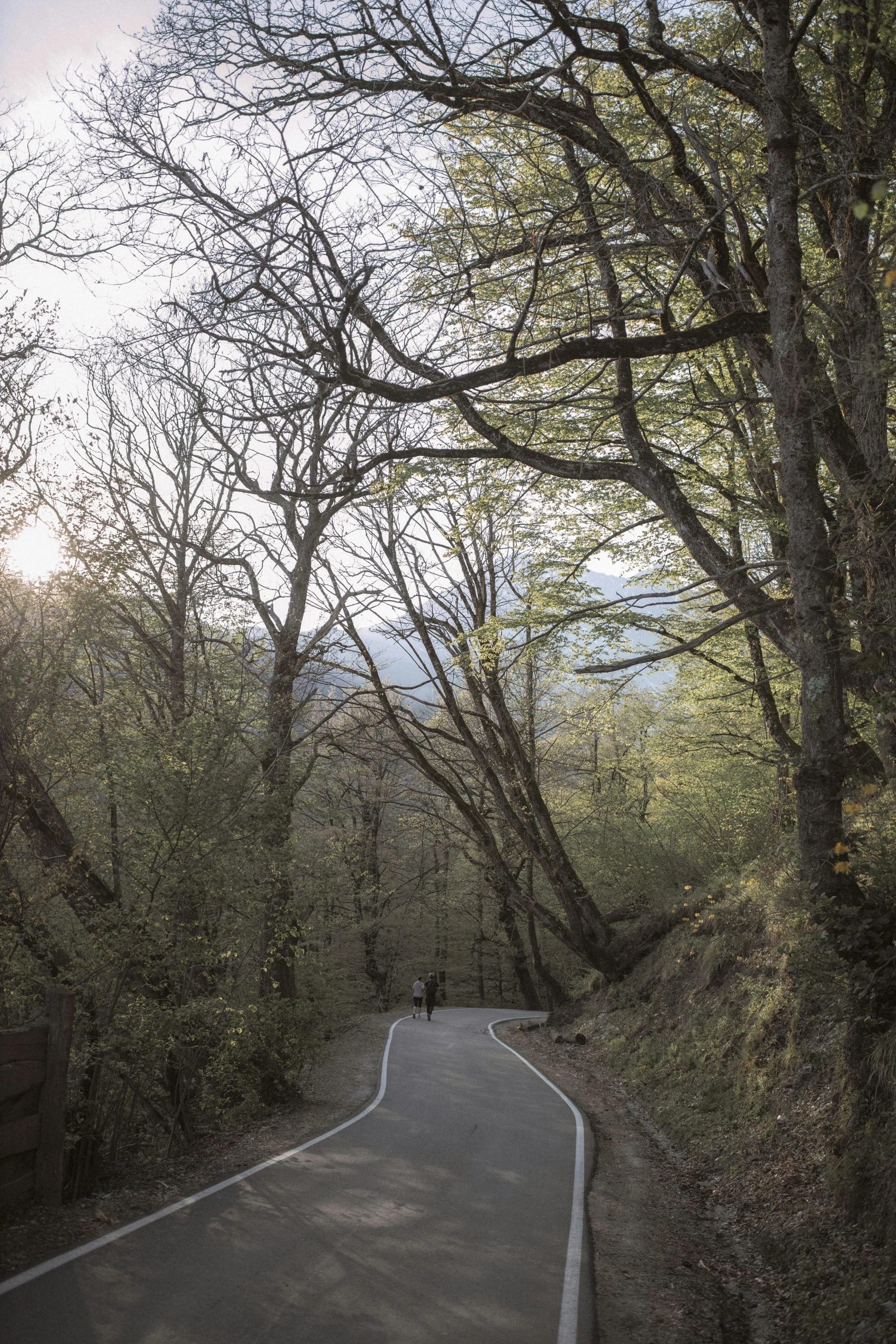 a man riding a motorcycle down a curvy road, a picture, unsplash contest winner, romanticism, twisted trees, greece, early spring, wales