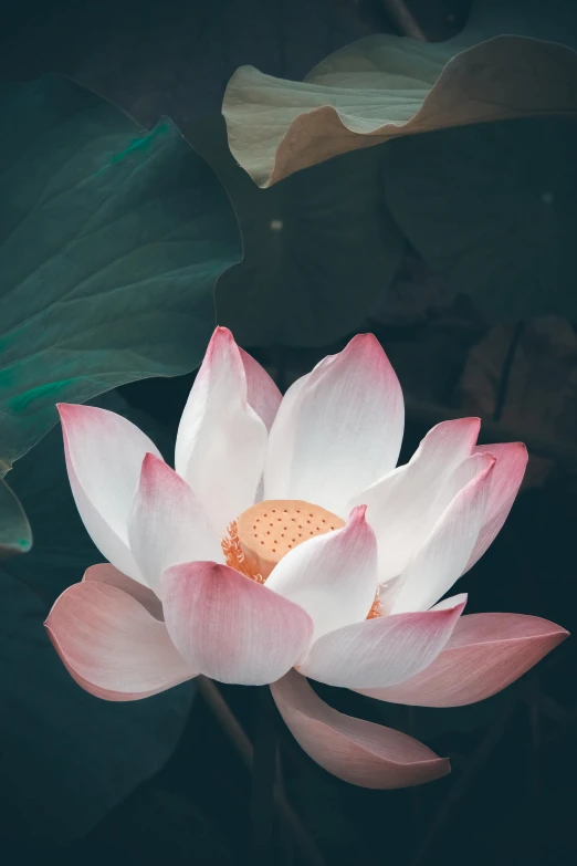 a pink flower with green leaves in the background, inspired by Li Di, trending on unsplash, renaissance, lotus pose, on a dark background, white, hou china