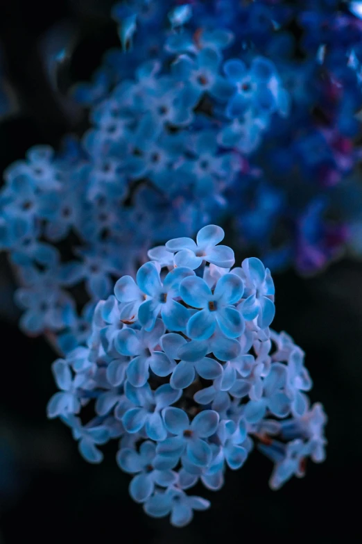 a close up of a bunch of blue flowers, a macro photograph, unsplash, paul barson, detailed photo 8 k, lit up, lilacs