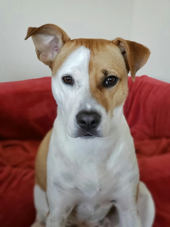 a brown and white dog sitting on a red couch, trending on reddit, headshot profile picture, pits, mid 2 0's female, manuka