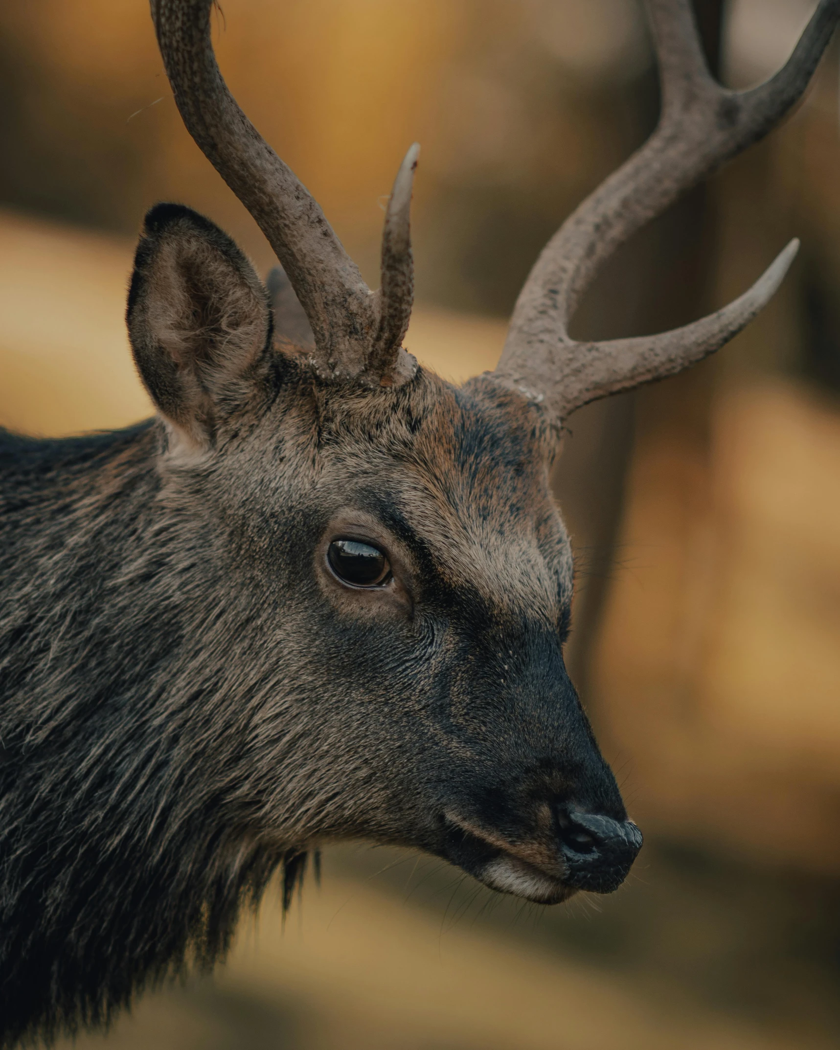 a close up of a deer with large horns, pexels contest winner, sumatraism, but very good looking”, highly textured, high-quality photo, extremely handsome