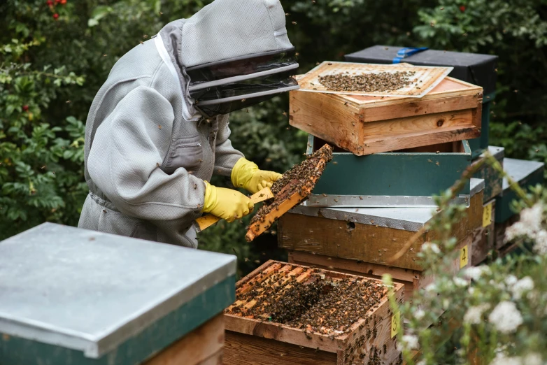 a beekeeper inspects a beehive full of bees, by Julia Pishtar, pexels contest winner, grey, brown, sustainable materials, 🦩🪐🐞👩🏻🦳