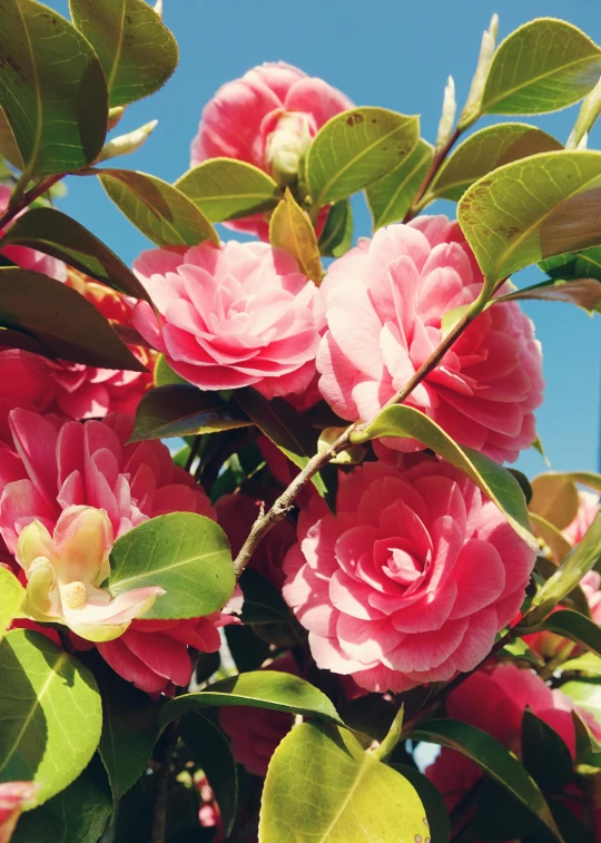 a bush of pink flowers with green leaves, inspired by Miyagawa Chōshun, unsplash, blue sky, chanel, porcelain skin ”, intense sunlight