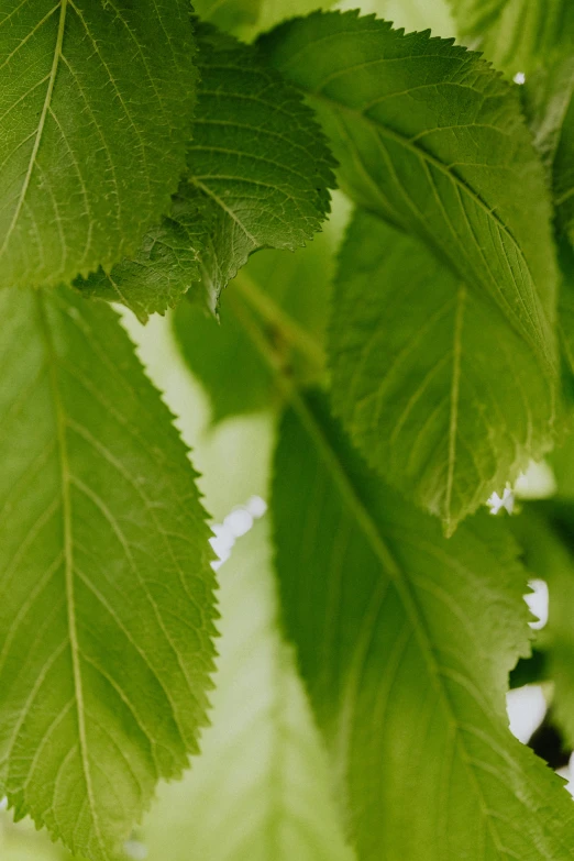 a bunch of green leaves hanging from a tree, up-close, no cropping, up close image