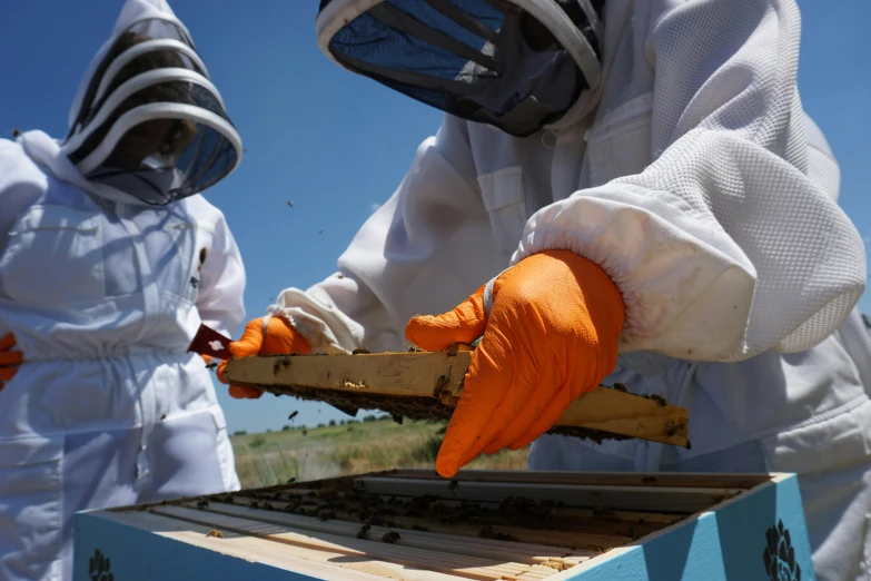 a couple of people that are standing in front of a beehive, gloves on hands, filling the frame, profile image, rectangle