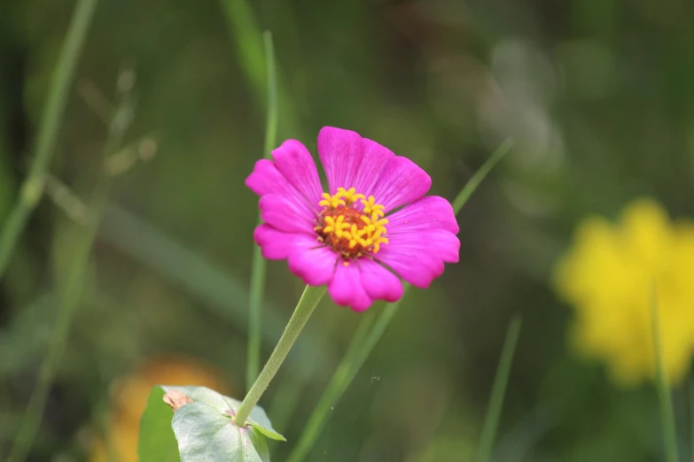 a pink flower sitting on top of a lush green field, unsplash, miniature cosmos, purple and yellow, twirly, low quality photo