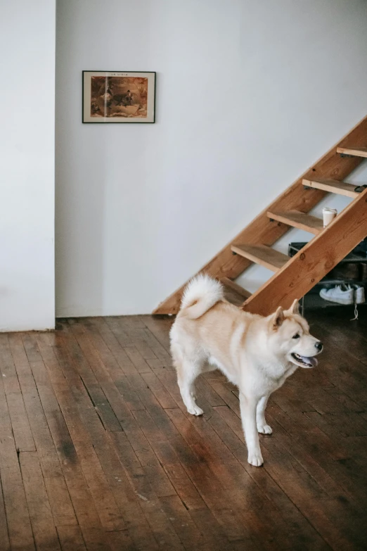 a dog standing in a living room next to a staircase, by Shiba Kōkan, trending on unsplash, mingei, wooden floor, inspect in inventory image, dancer, ignant