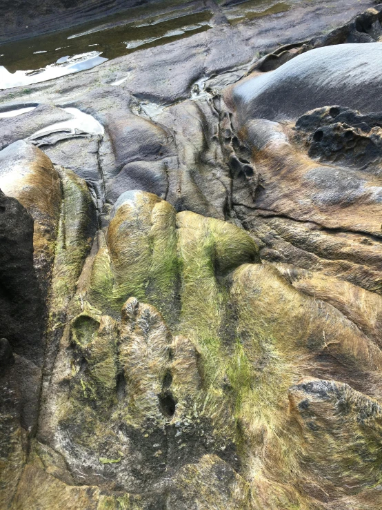 a bear that is standing on some rocks, by Terese Nielsen, land art, 4 k detail, huge veins, rock pools, phone photo