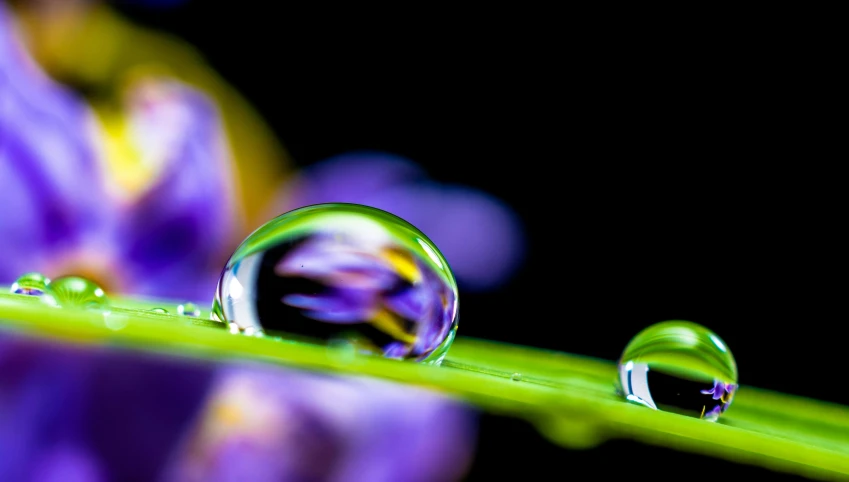 a close up of water droplets on a leaf, a macro photograph, by Jan Rustem, encompass violet irises, reflection and refraction, depth of field 8k, lime and violet