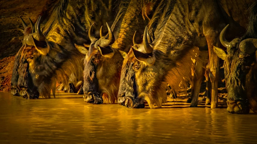 a group of animals that are standing in the water, by Jan Tengnagel, pexels contest winner, hyperrealism, two horns, bathed in golden light, thumbnail, loin cloth