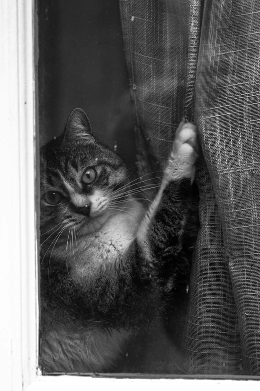 a black and white photo of a cat peeking out of a window, by Felix-Kelly, holding paws, an intruder, ( ( photograph ) ), clenching