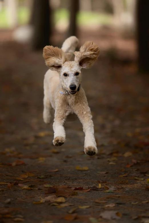 a small white dog running through a forest, inspired by Elke Vogelsang, arabesque, curly haired, animal ears, ignant, rectangle