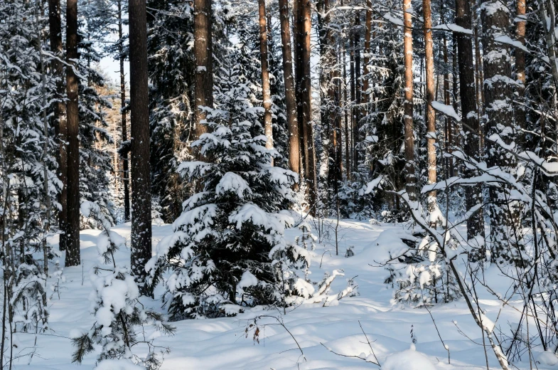 a forest filled with lots of snow covered trees, a photo, by Veikko Törmänen, hurufiyya, sunny day time, educational, hunting, warm light