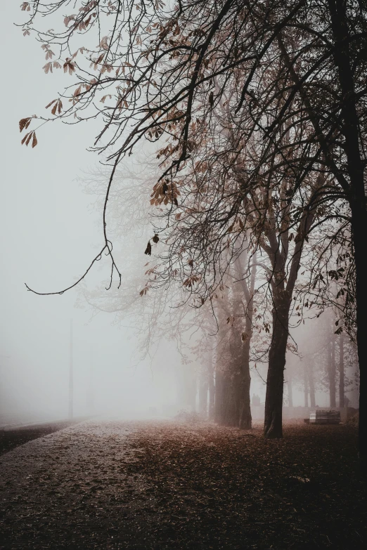 a path surrounded by trees on a foggy day, pexels contest winner, romanticism, trees in background, city fog, brown mist, icy cold pale silent atmosphere