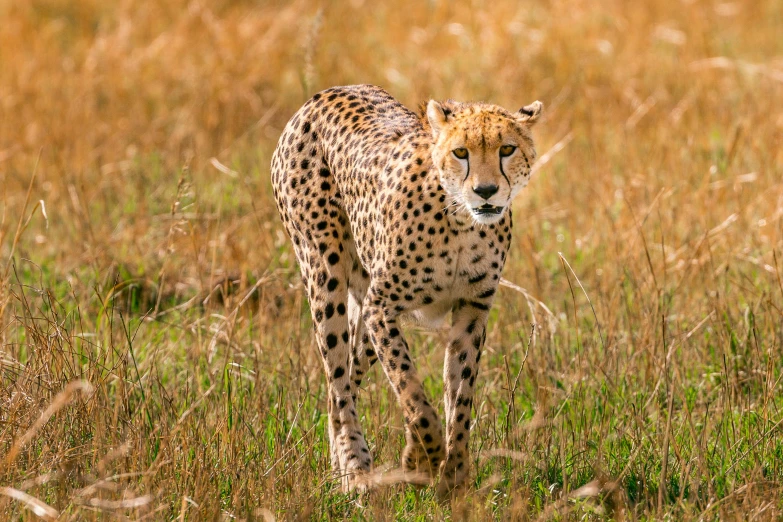 a cheetah walking through a field of tall grass, pexels contest winner, unmistakably kenyan, 8 k smooth, wild animals, graphic print