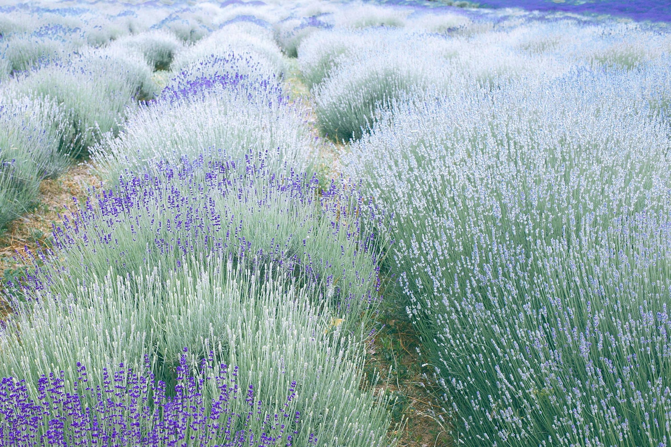 a field filled with lots of purple flowers, by Yasushi Sugiyama, unsplash, land art, blue and grey, herbs, in a row, white and pale blue toned