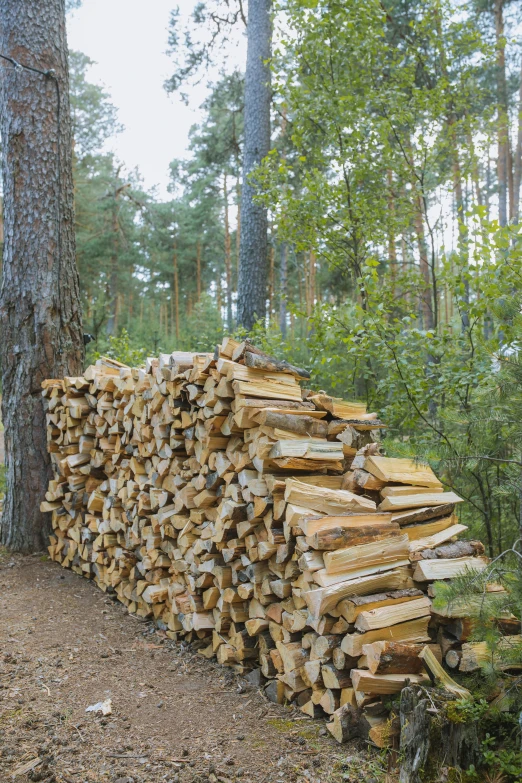 a pile of wood sitting in the middle of a forest, inspired by Jakob Häne, arrendajo in avila pinewood, woodfired, stacks, rustic