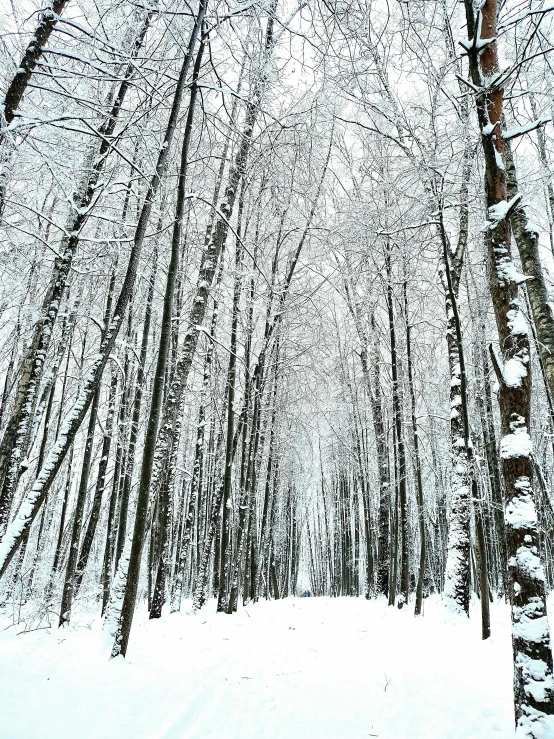 a snow covered forest filled with lots of trees, inspired by Ivan Shishkin, pexels contest winner, tall trees, the tunnel into winter, today\'s featured photograph 4k, white wood