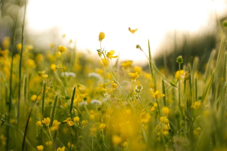 a field filled with lots of yellow flowers, a picture, by Jessie Algie, unsplash, minimalism, soft bokeh, early morning light, edible flowers, buttercups