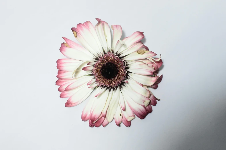 a pink and white flower on a white surface, an album cover, by Emanuel de Witte, trending on unsplash, photorealism, irving penn, flower child, ready to eat, intricate heterochromia sad