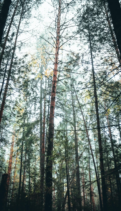 a forest filled with lots of tall trees, an album cover, by Jaakko Mattila, pexels, tall thin, canopy, ((trees)), camp