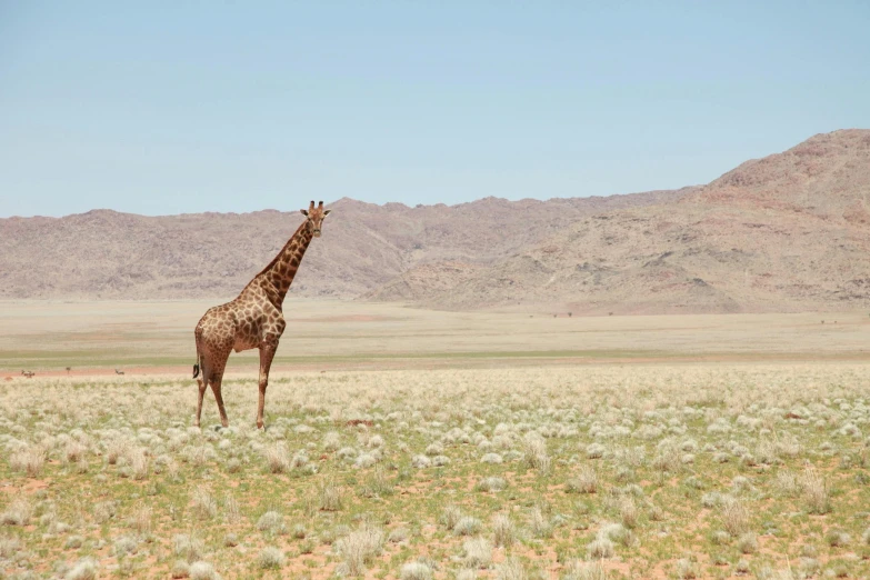 a giraffe standing on top of a grass covered field, inspired by Scarlett Hooft Graafland, pexels contest winner, desert camouflage, high elevation, a tall, flat wastelands