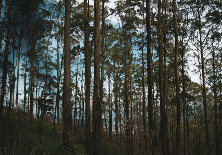 a red fire hydrant sitting in the middle of a forest, an album cover, unsplash contest winner, australian tonalism, ((trees)), blue forest, eucalyptus, view