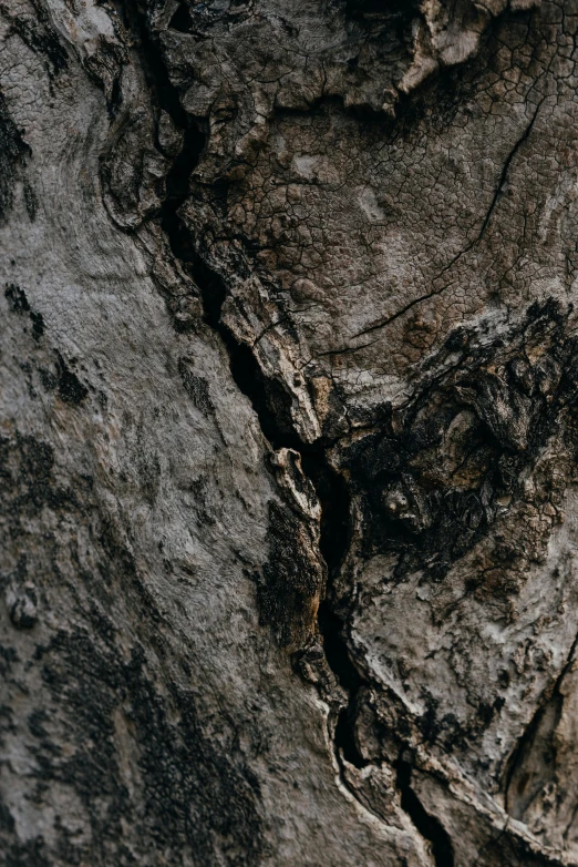 a piece of wood sitting on top of a rock, trending on pexels, gnarly details soft light, black veins, abstracted, high quality photo