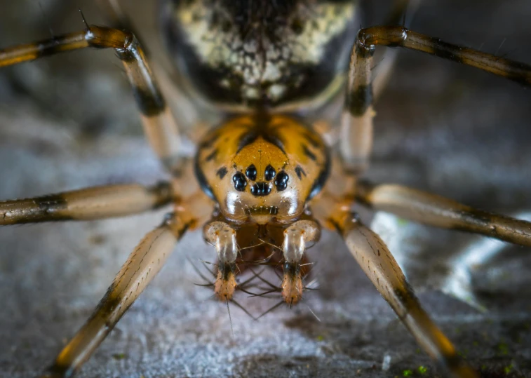 a close up of a spider on a surface, a macro photograph, by Thomas Häfner, pexels contest winner, symmetrical front view, avatar image, sharp teeth and claws, young male