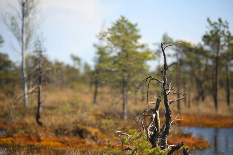 a dead tree in the middle of a swamp, by Jesper Knudsen, hurufiyya, pine trees in the background, ai biodiversity, norrlandsskog, focus in the foreground