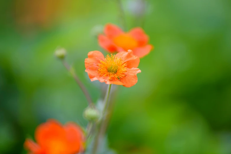 a group of orange flowers sitting on top of a lush green field, by Tom Bonson, unsplash, anemones, medium format. soft light, macro bokeh ”, pastel'