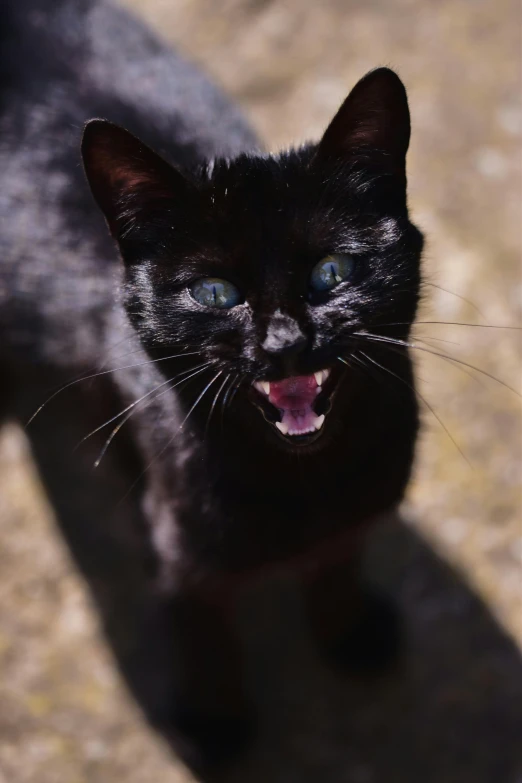 a close up of a black cat with its mouth open, pexels contest winner, all overly excited, an anthro cat, a small, photo of a cat