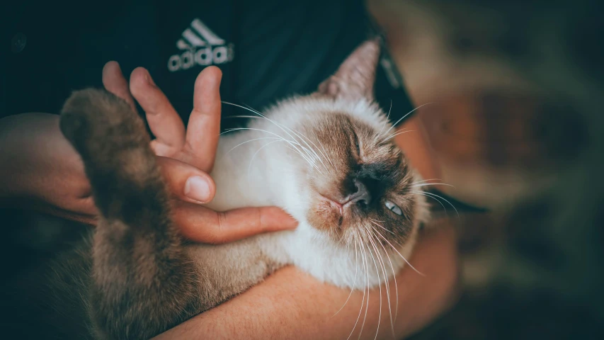 a close up of a person holding a cat, laying down, aesthetic siamese cat, instagram post, acupuncture treatment