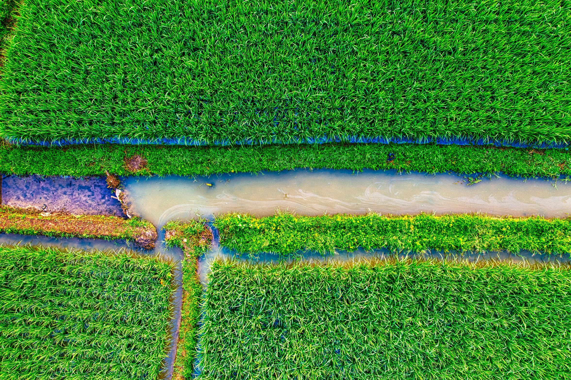 a river running through a lush green field, by Daniel Lieske, pexels, conceptual art, rows of lush crops, top down perspecrive, vietnam, blocked drains