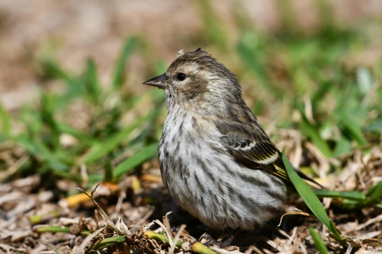 a small bird is sitting on the ground, a portrait, by Jim Manley, pixabay contest winner, fluffy green belly, mid 2 0's female, profile image, 2 years old