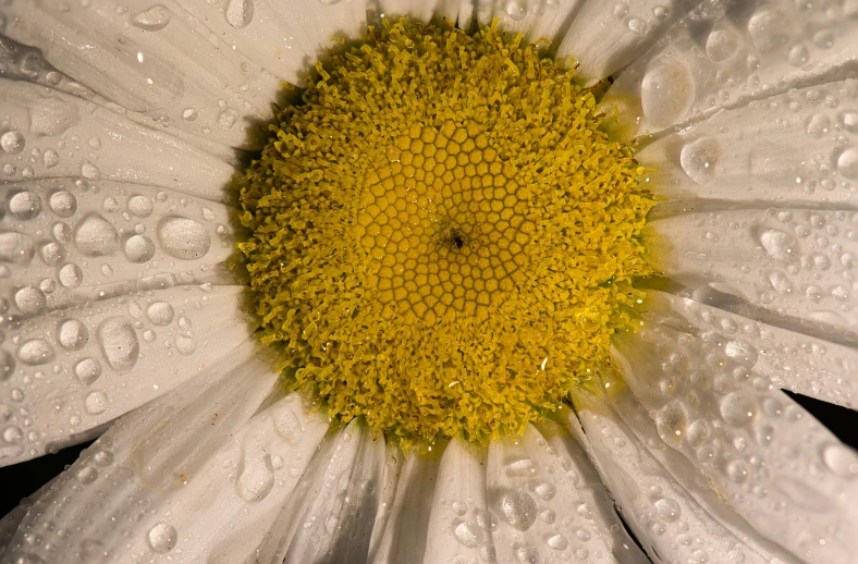 a close up of a flower with water droplets on it, a macro photograph, by Jan Rustem, pexels contest winner, photorealism, chamomile, birdseye view, highly detailed photorealistic, flattened