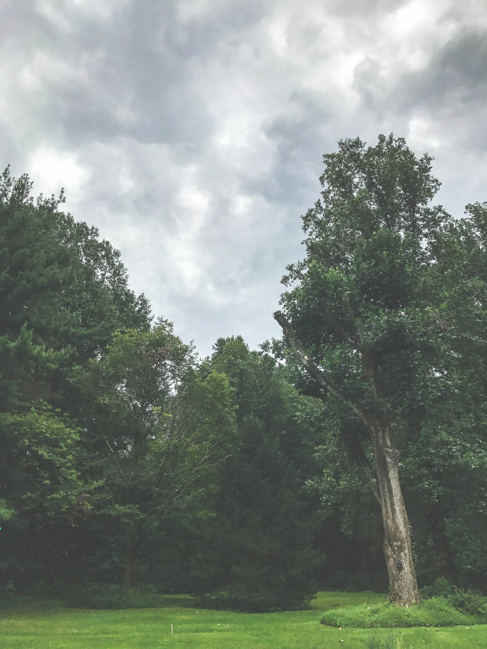 a red fire hydrant sitting on top of a lush green field, a picture, unsplash, visual art, enormous trees, overcast gray skies, ((forest)), low angle 8k hd nature photo