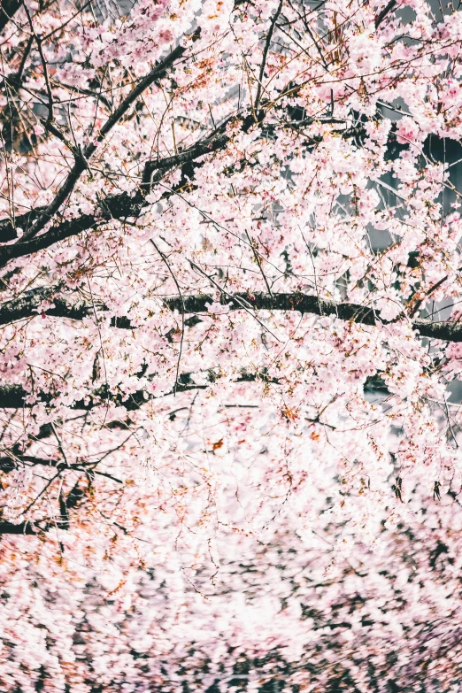 a person sitting on a bench under a tree, by Niko Henrichon, trending on unsplash, lush sakura trees, hyperdetailed!!, 🎀 🗡 🍓 🧚, covered in