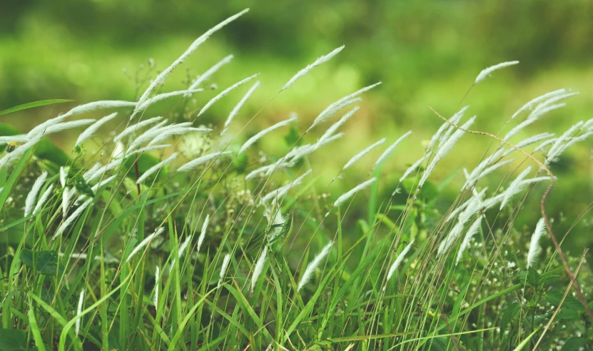 tall grass blowing in the wind on a sunny day, unsplash, visual art, background image, gardening, green and white, instagram post