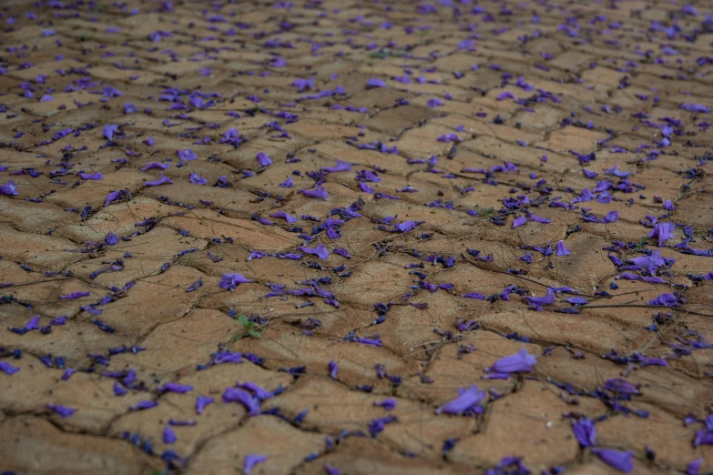 a bunch of purple flowers that are on the ground, an album cover, inspired by Yves Klein, unsplash, land art, ((((dirt brick road)))), circuitry. 8k 3d geology, medium close shot, anna nikonova