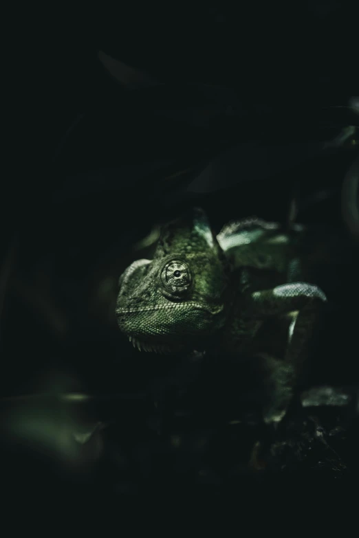 a close up of a lizard in the dark, inspired by Elsa Bleda, green jungle, desaturated, cinematic shot ar 9:16 -n 6 -g, portrait of a small