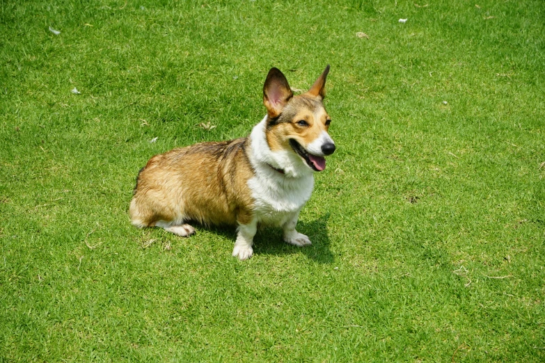 a brown and white dog sitting on top of a lush green field, corgi, avatar image, listing image, canines sports photo