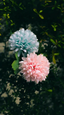 two pink and blue flowers sitting next to each other, a colorized photo, by Mei Qing, unsplash, paper chrysanthemums, shot on sony a 7, magical garden plant creatures, made of cotton candy
